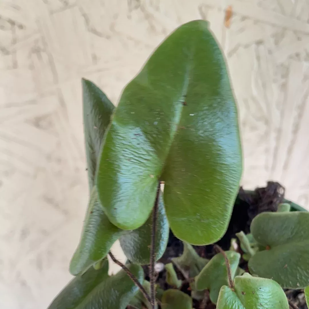 fern-heart Fern Heart