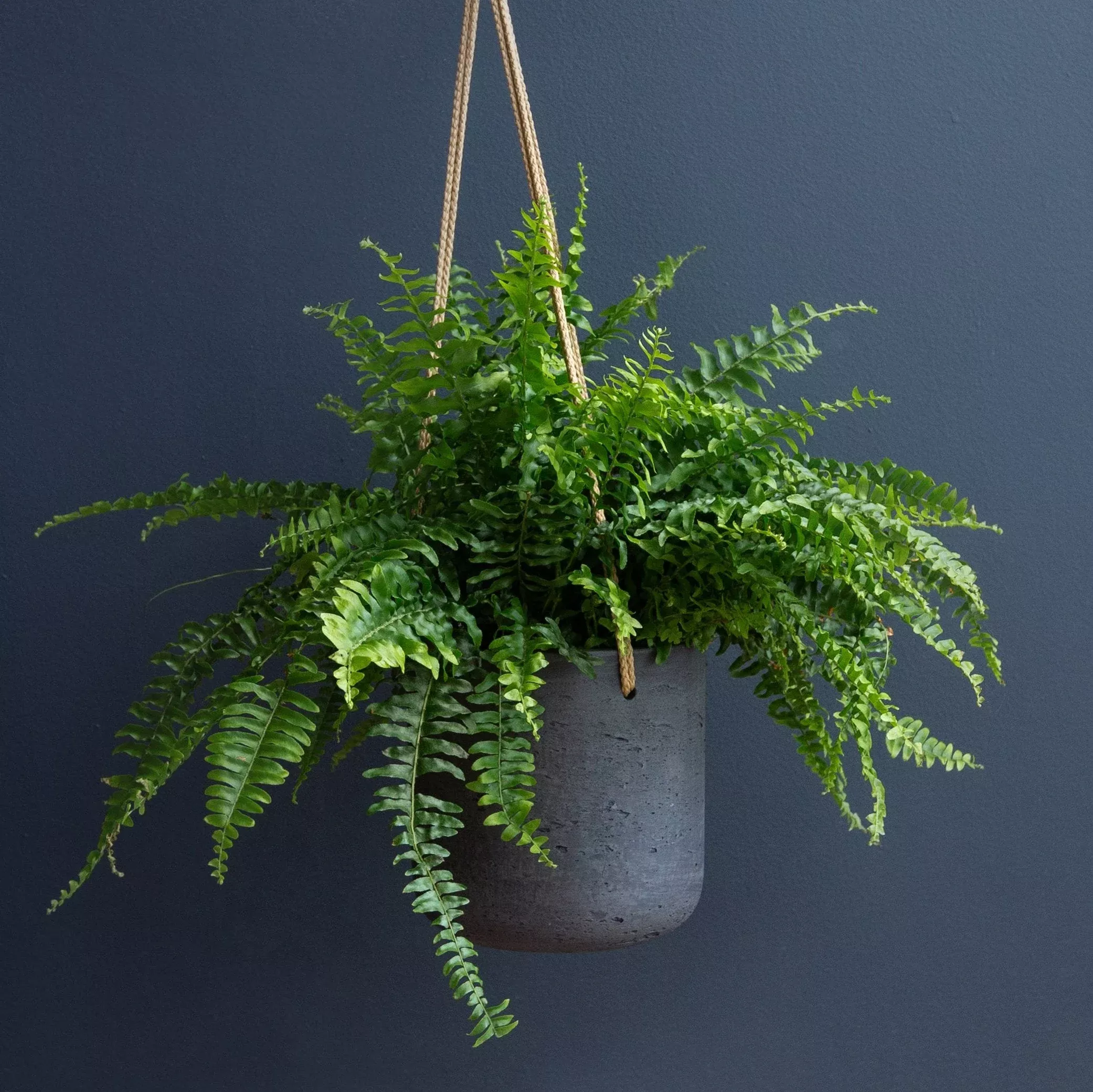 Fern Kimberly Queen (Nephrolepis Obliterata)