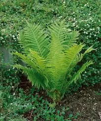 Fern: 'Ostrich Fern' - 5.5"