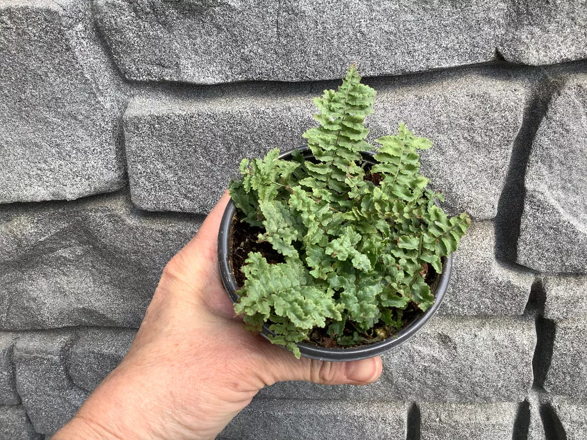 fern-ruffle-6 Fern: Ruffle 6"
