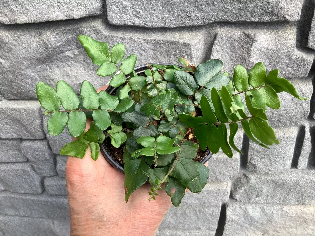 Fern: Sickle 6"