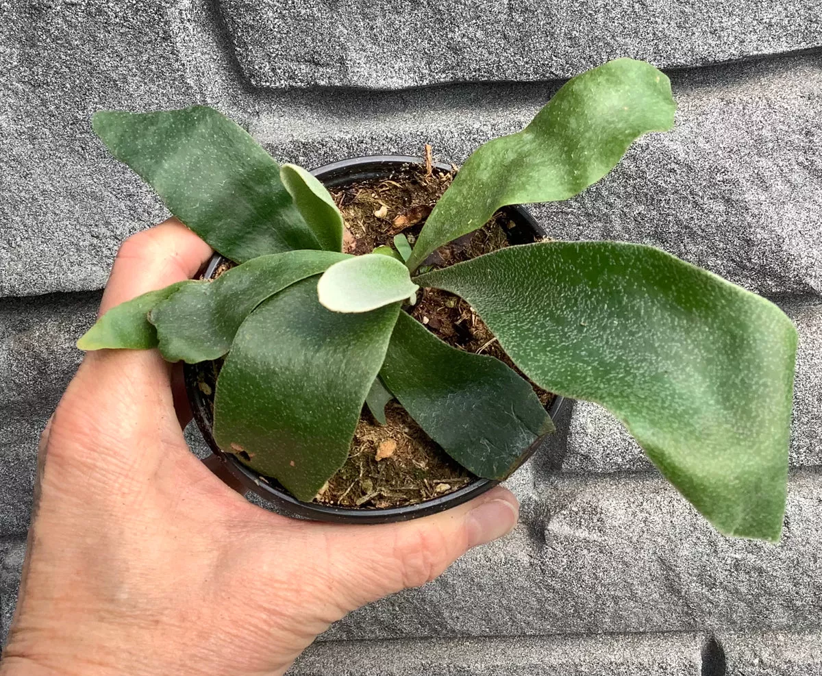 fern-staghorn-6 Fern: Staghorn 6"