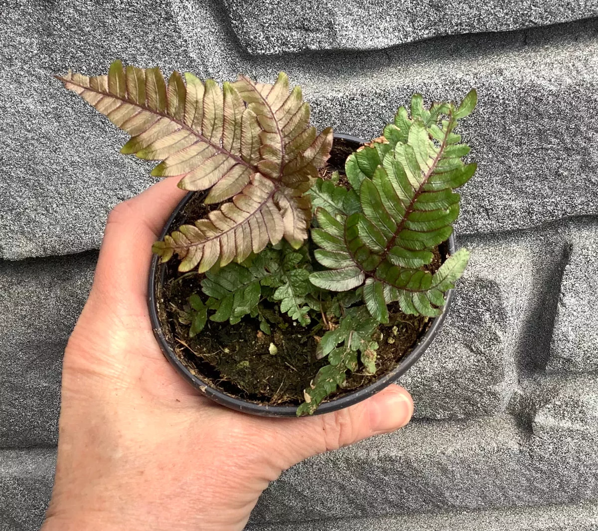 Fern: Tricolor 6"