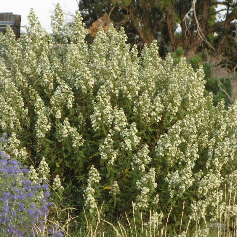 fernbush-chamaebatiaria Fernbush (Chamaebatiaria)