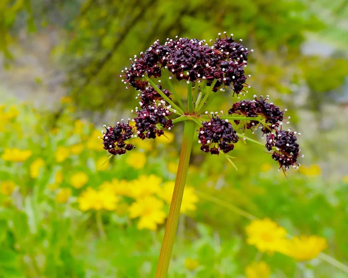 Fernleaf Biscuitroot Seeds (Lomatium dissectum)
