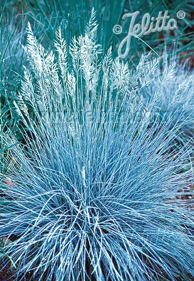 festuca-glauca-blue-select-blue-fescue Festuca glauca Blue Select Blue Fescue