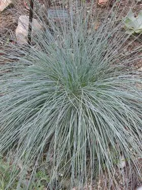 festuca-idahoensis-idaho-fescue-seed Festuca idahoensis - Idaho Fescue (Seed)