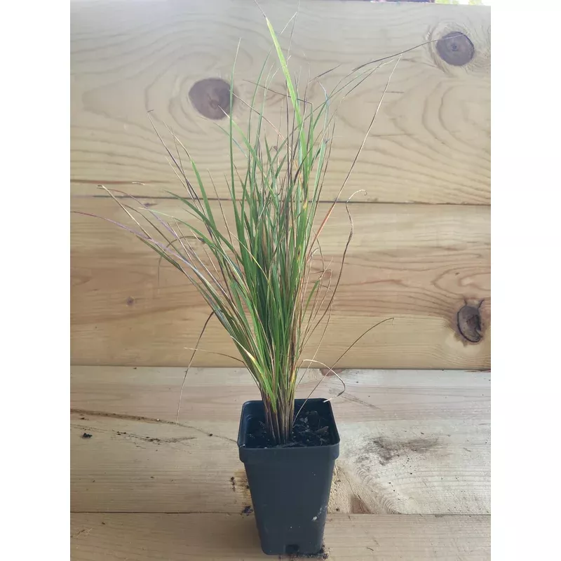 festuca-nodding-fescue Festuca, Nodding Fescue