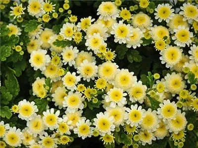 Feverfew 'White Stars'