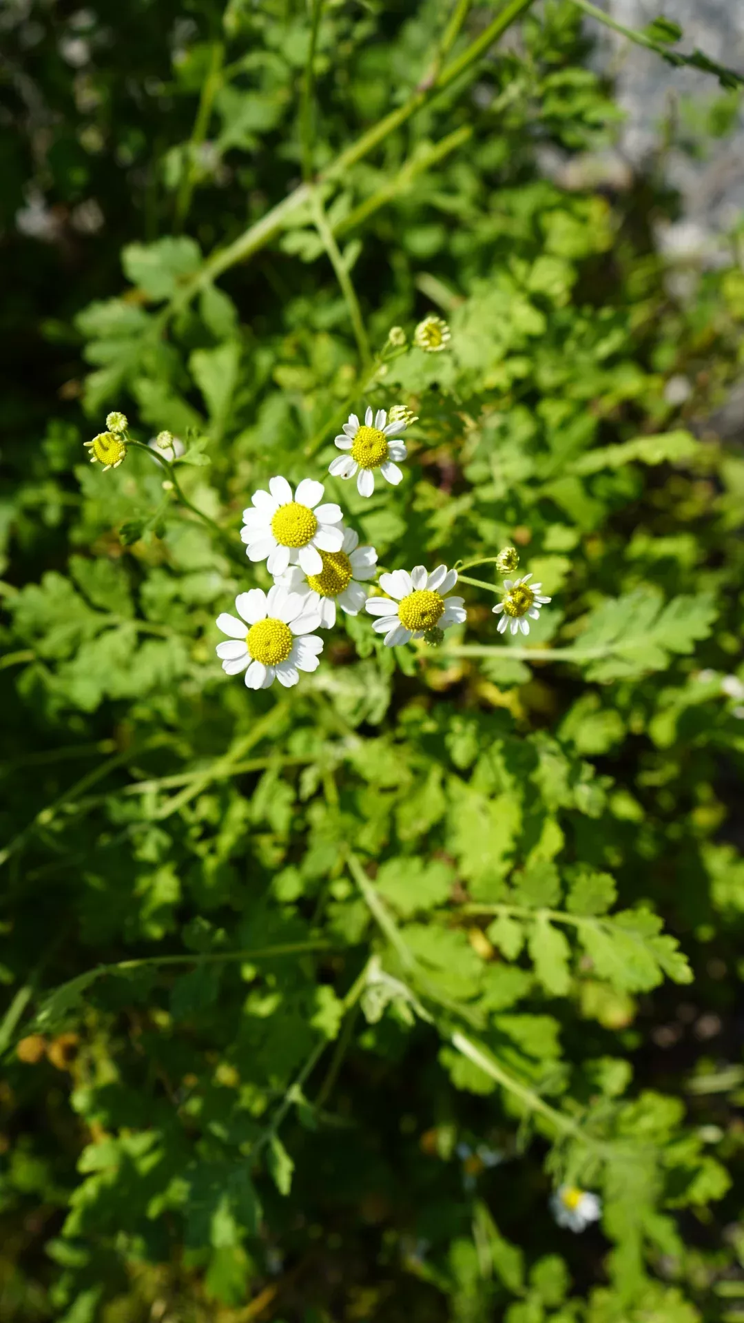 feverfew Feverfew