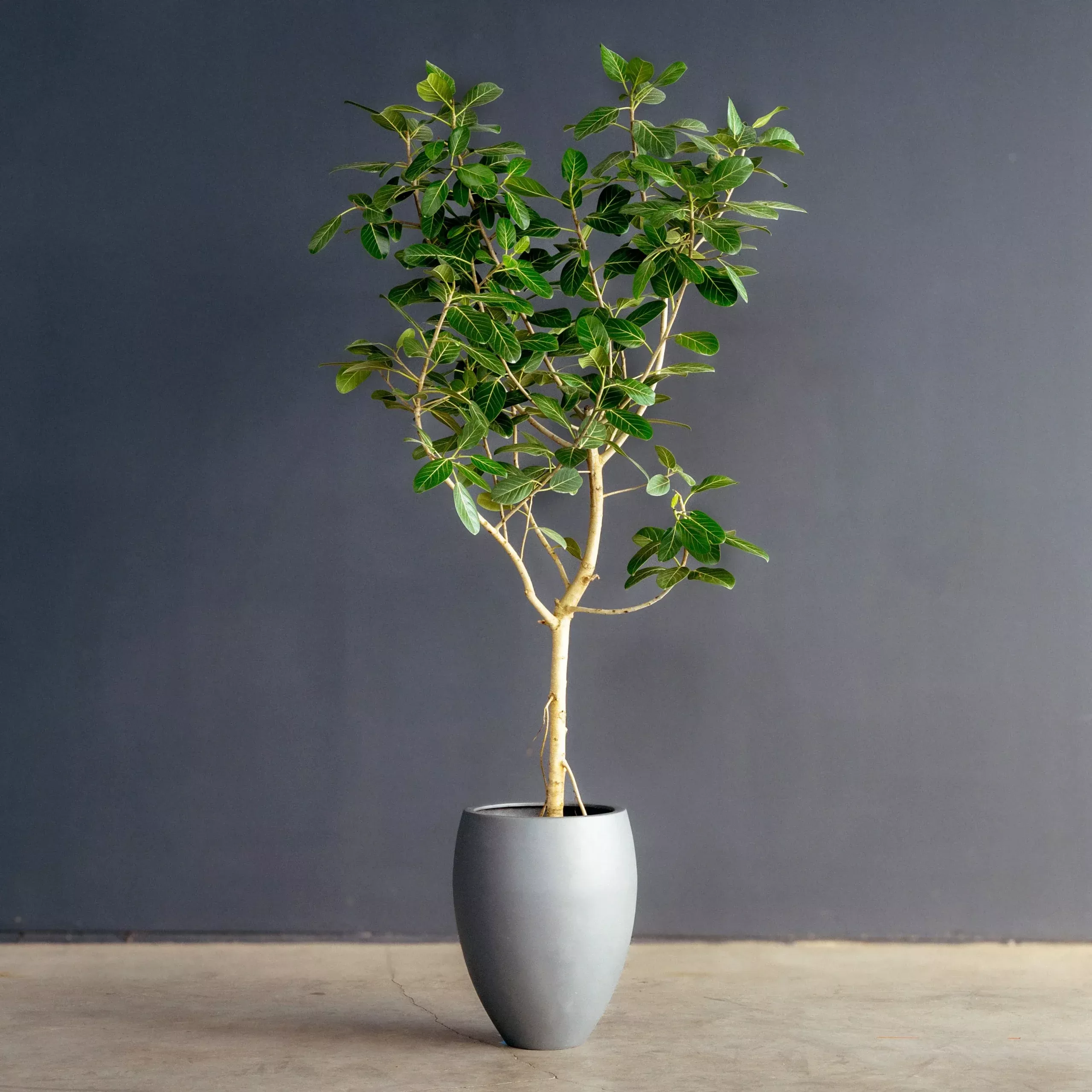 ficus-audrey-ficus-benghalensis Ficus Audrey (Ficus benghalensis)