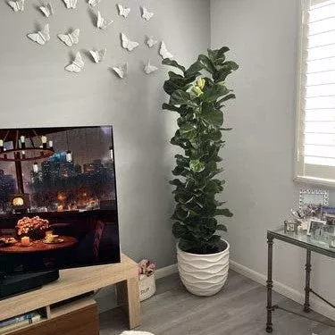 ficus-bambino-bush-form-fiddle-leaf-fig-tree Ficus Bambino Bush Form, Fiddle Leaf Fig Tree