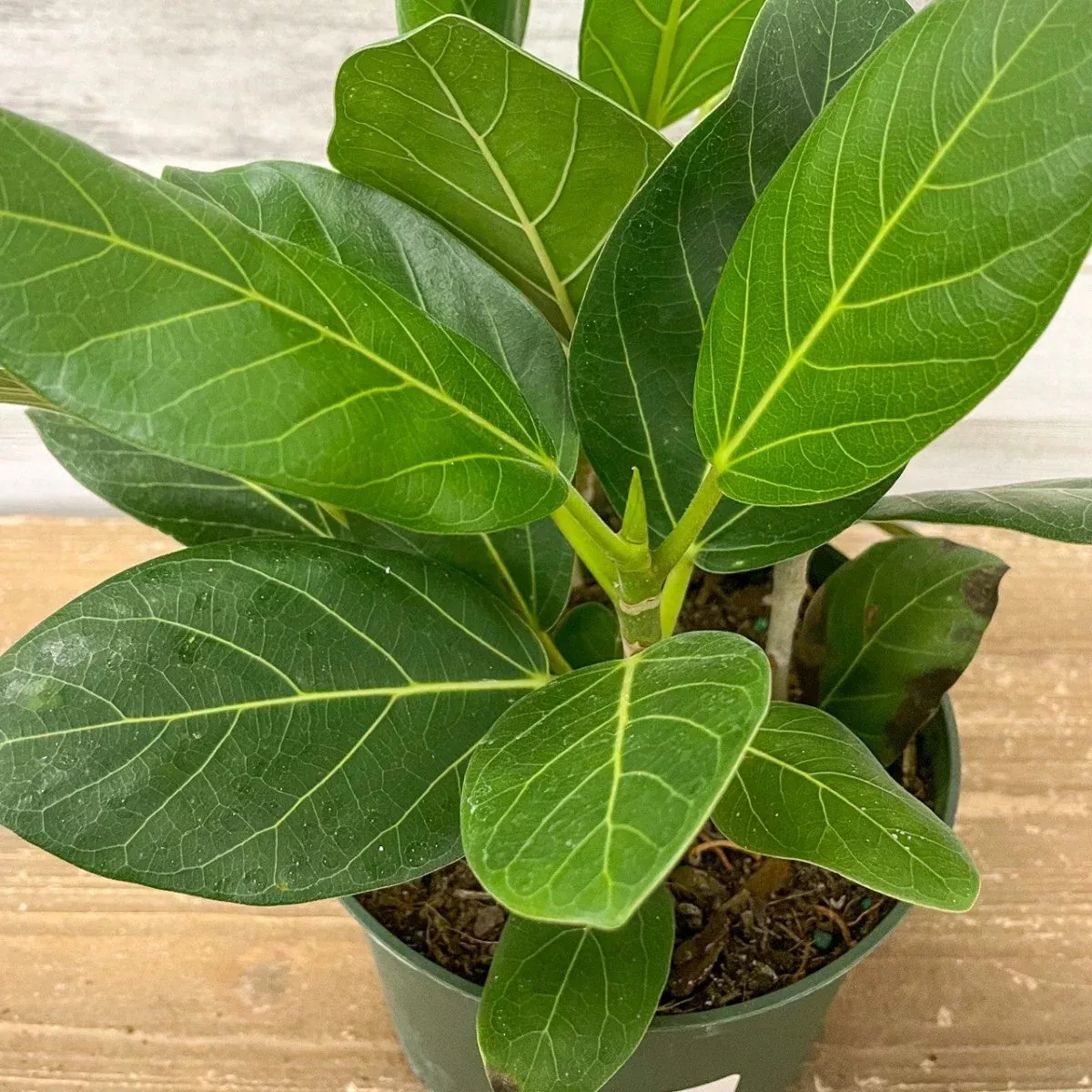 ficus-benghalensis-audrey-refined-statement-tree Ficus Benghalensis ‘Audrey’ – The Refined Statement Tree