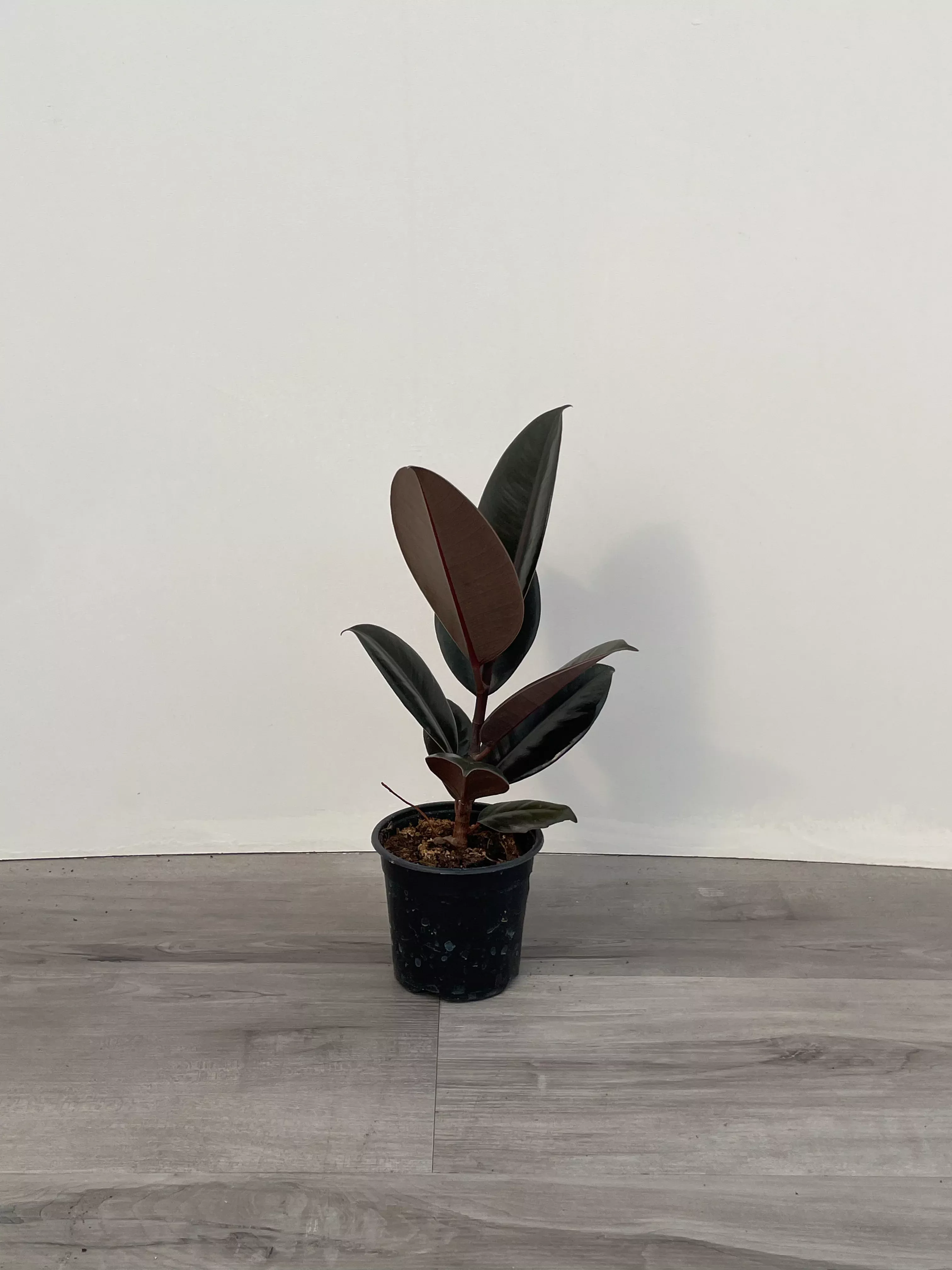 Ficus Burgundy