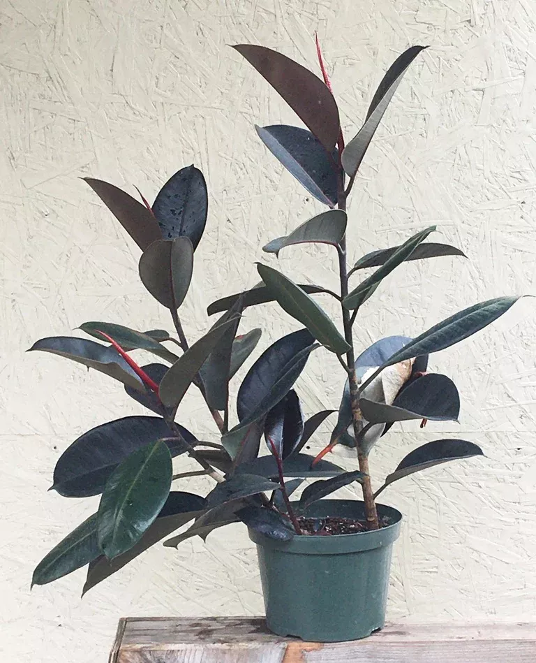 ficus-elastica-decora-rubber-fig Ficus elastica decora (rubber fig)