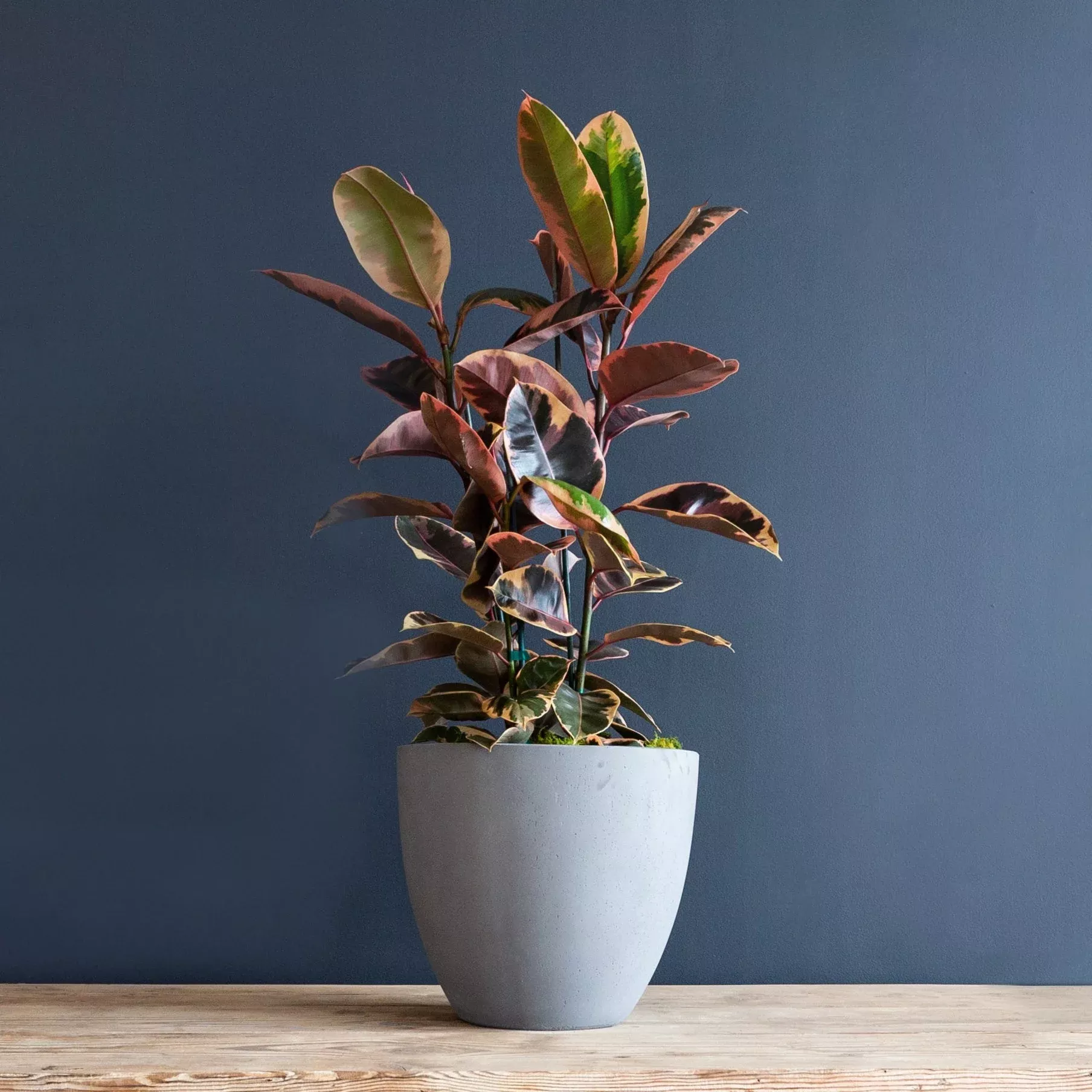 ficus-elastica-ruby-rubber-plant Ficus Elastica ‘Ruby’ (Rubber Plant)