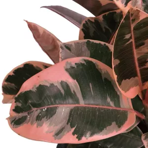ficus-elastica-ruby-ruby-ficus Ficus elastica 'Ruby' - Ruby Ficus