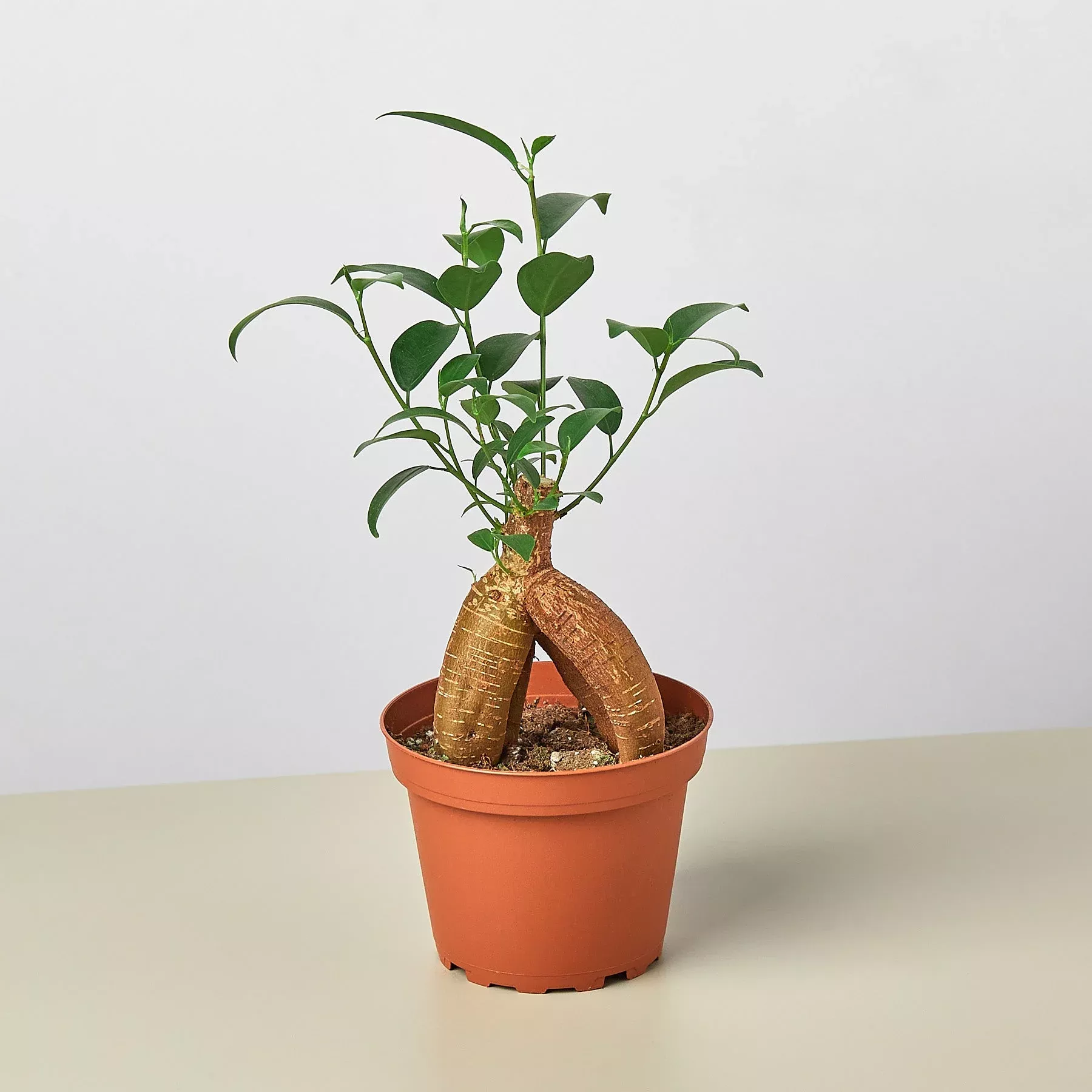 ficus-ginseng Ficus 'Ginseng'