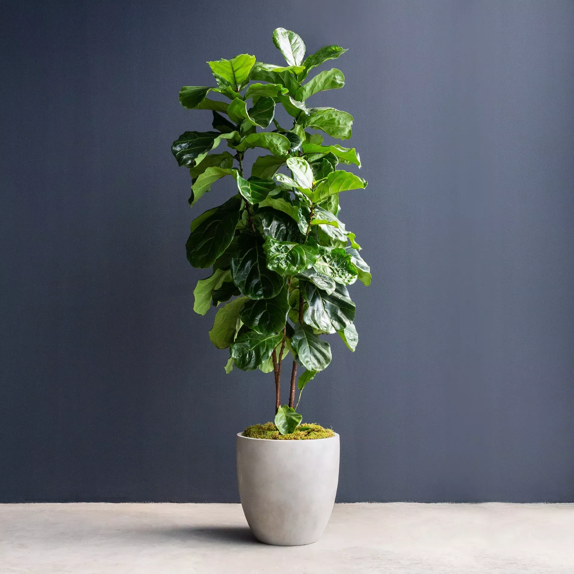 ficus-lyrata-column-fiddle-leaf-fig Ficus Lyrata Column (Fiddle Leaf Fig)
