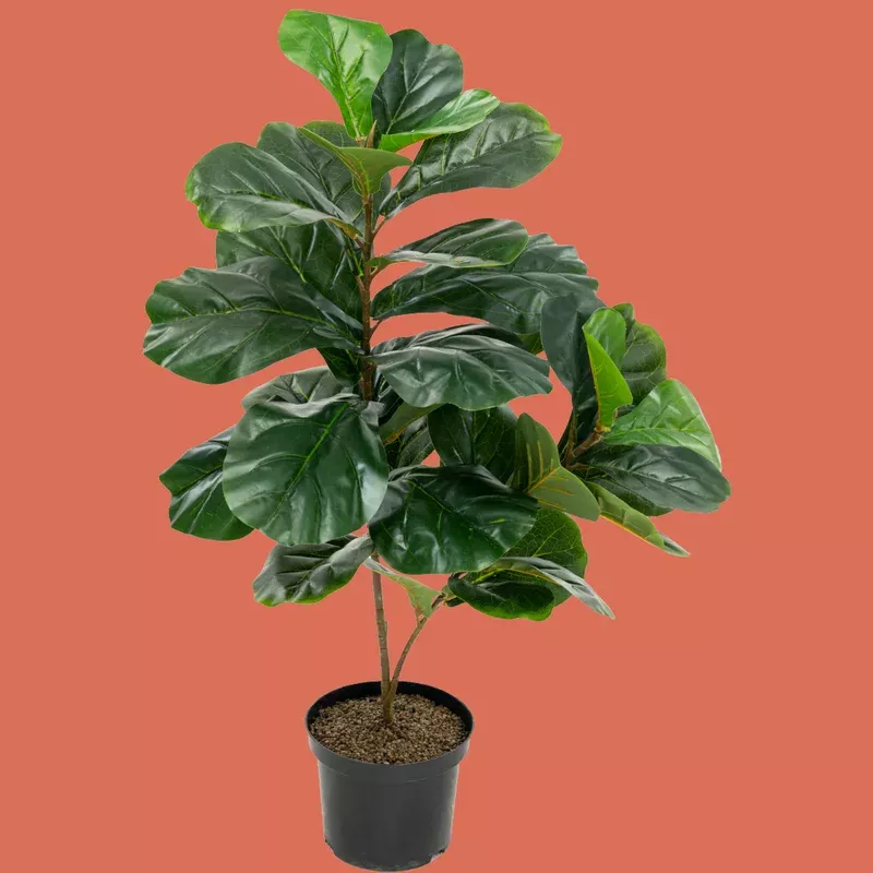 ficus-lyrata-fiddle-leaf-fig Ficus Lyrata 'Fiddle Leaf Fig'