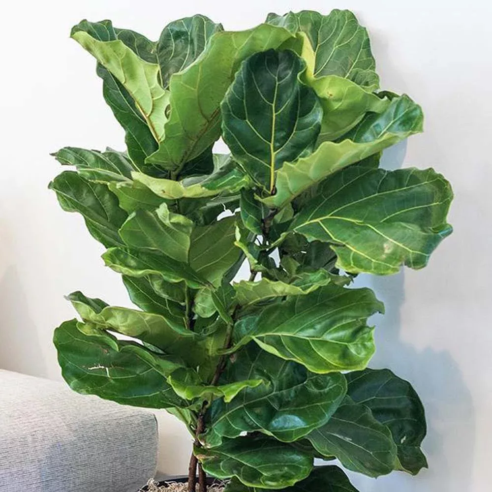 ficus-lyrata-fiddleleaf-fig-bush-10 Ficus lyrata – Fiddleleaf Fig Bush – 10″