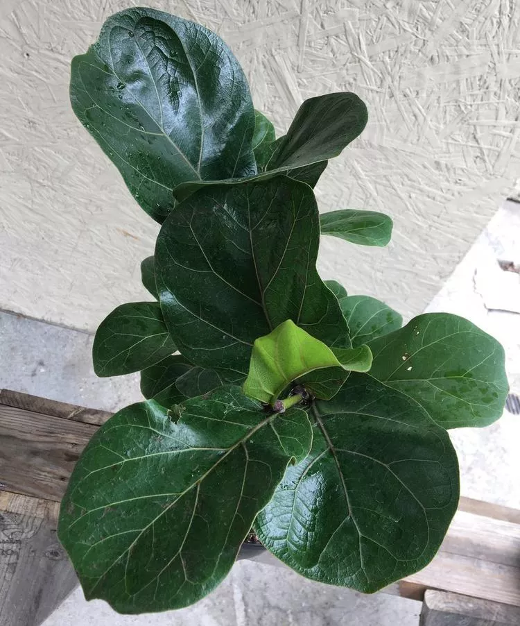 ficus-lyrata-pandurata-fiddle-leaf-fig Ficus lyrata/pandurata (fiddle leaf fig)
