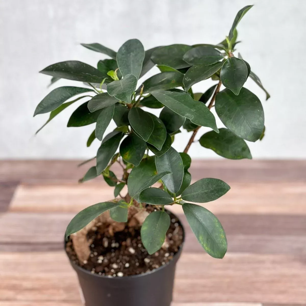 ficus-microcarpa-ficus-ginseng Ficus microcarpa - Ficus Ginseng