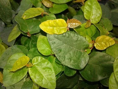 ficus-pumila-18-ct-flat Ficus pumila (18)ct Flat