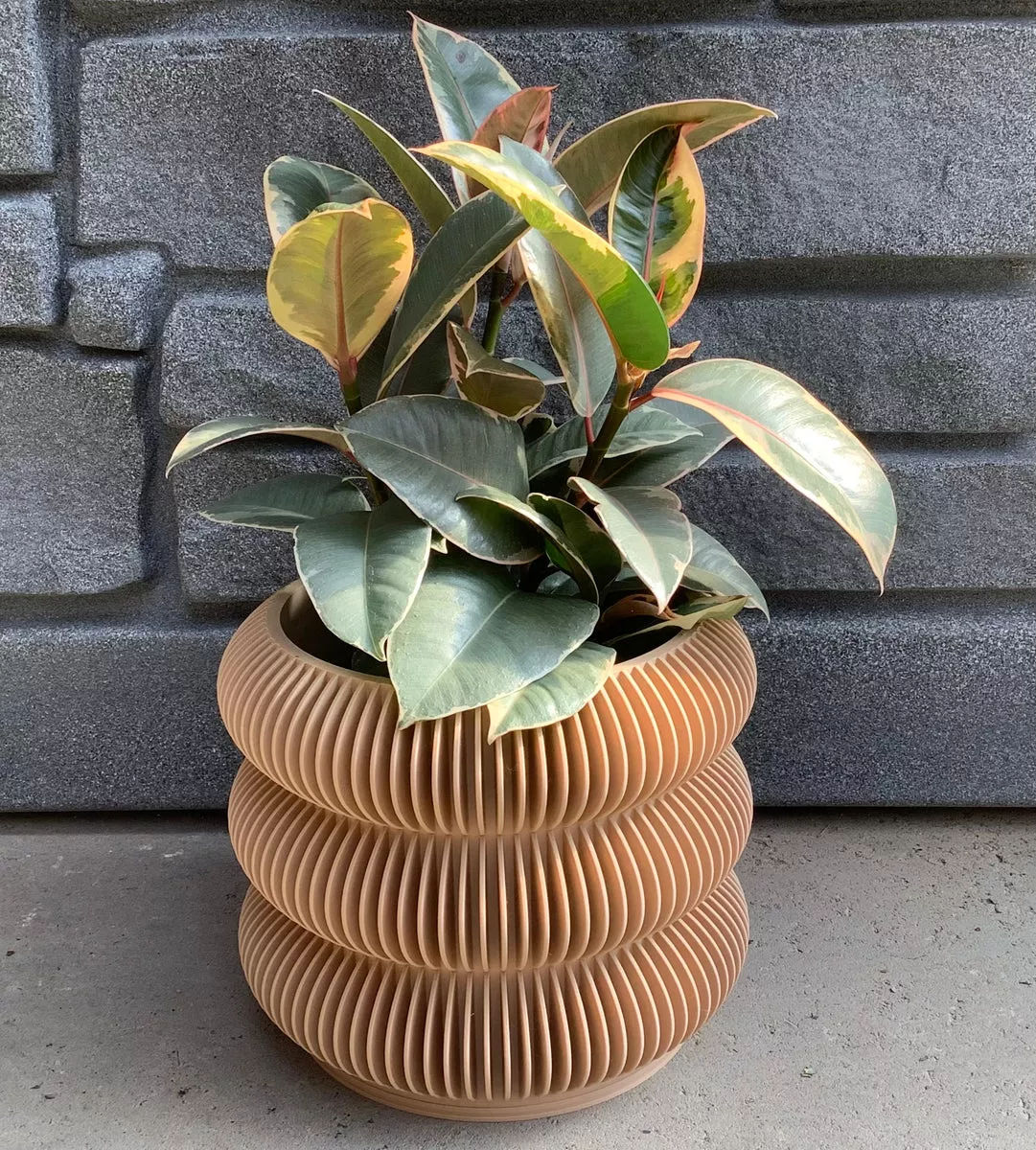 ficus-robusta-tineke-6 Ficus: Robusta Tineke 6"