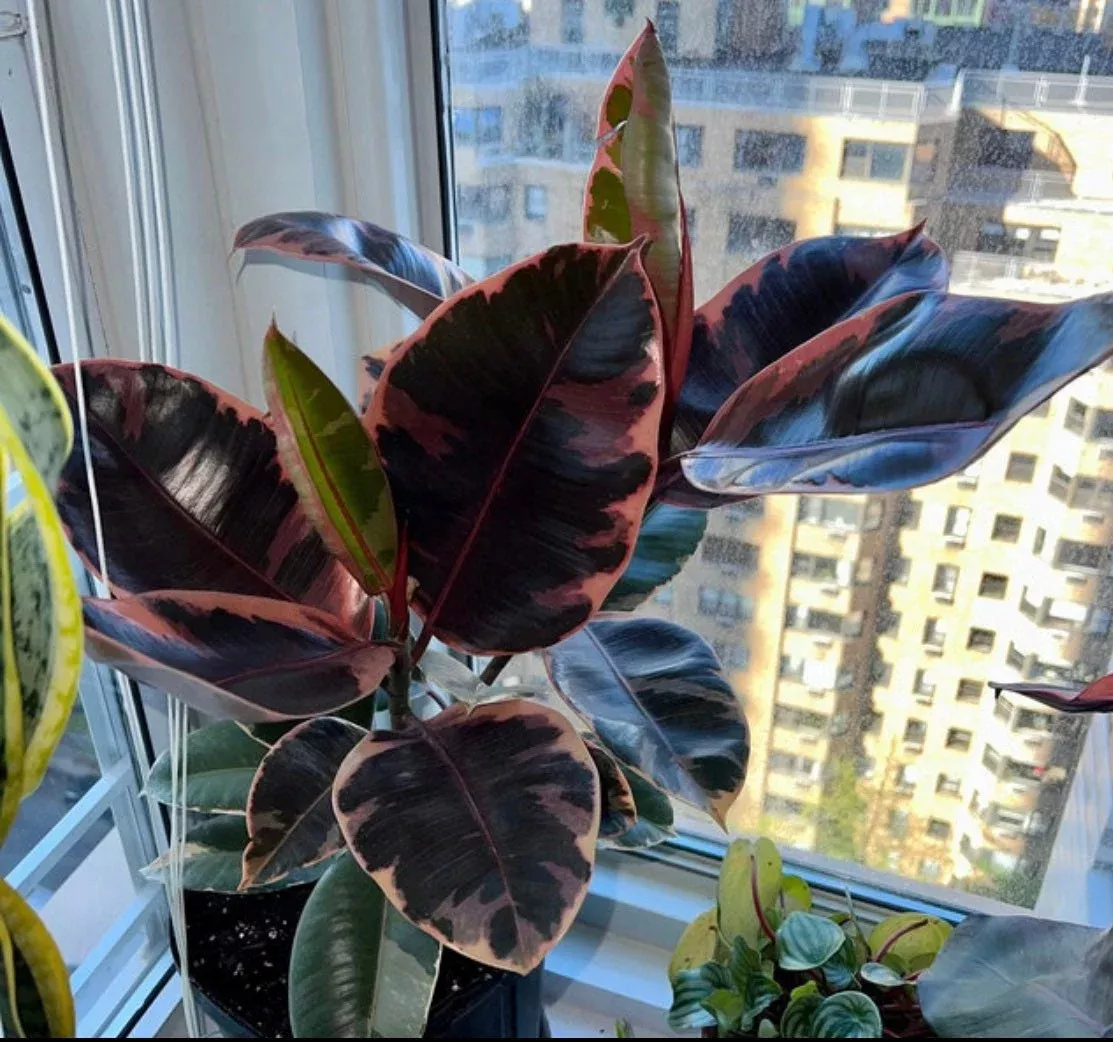 ficus-ruby-tree-form-multibranch-rubber-tree Ficus Ruby Tree Form Multibranch, Rubber Tree