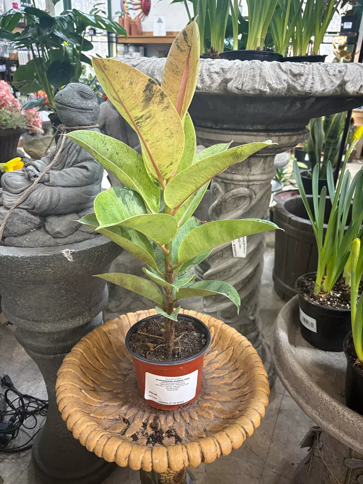ficus-sheveriana Ficus Sheveriana