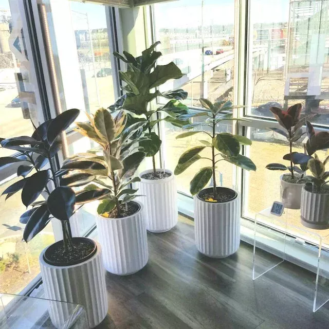 ficus-tineke-tree-form-multi-branch-single-stem-variegated-rubber-tree Ficus Tineke Tree Form Multi Branch Single Stem, Variegated Rubber Tree