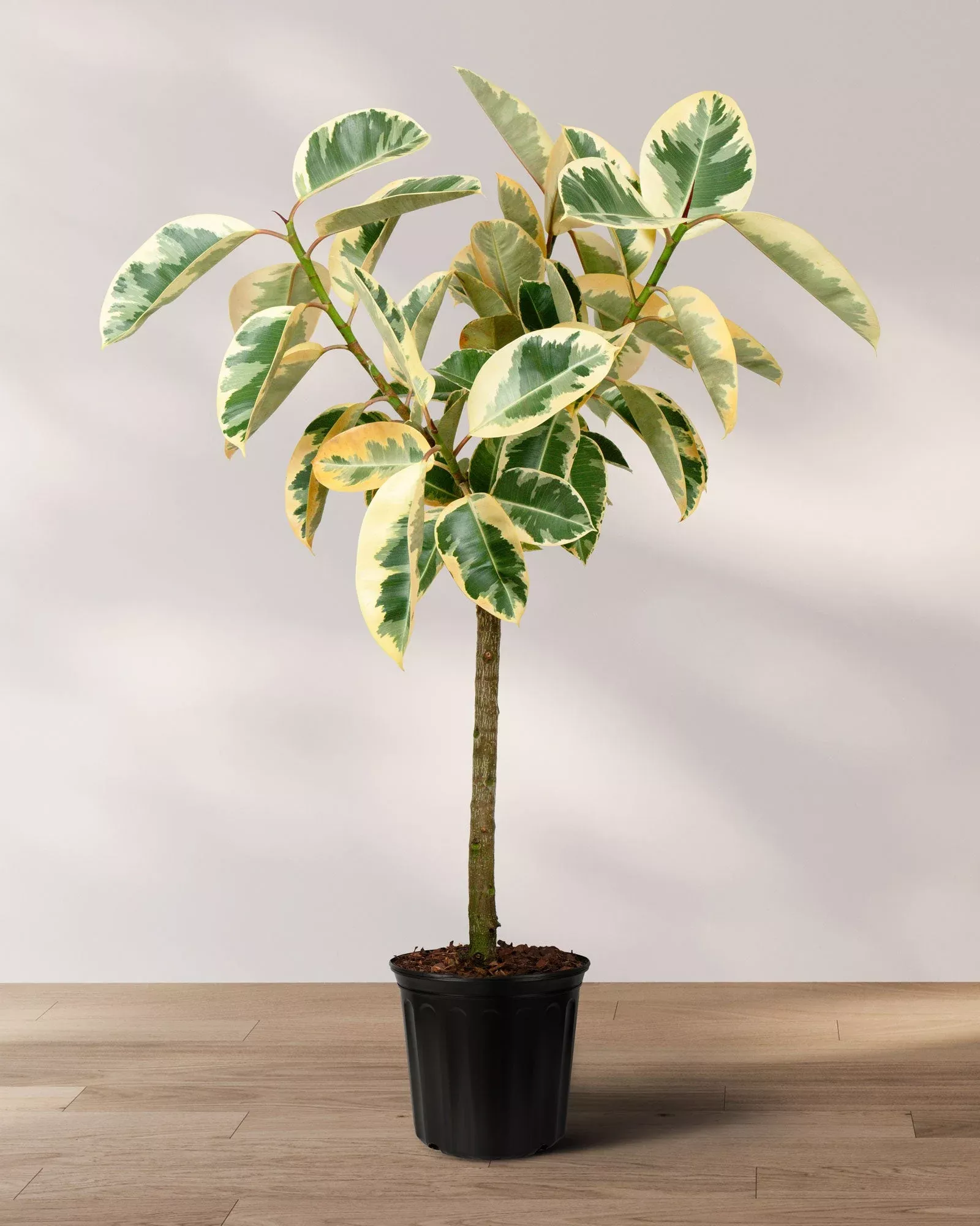 ficus-tineke-tree-form-single-stem-variegated-elastica-rubber-tree-decora Ficus Tineke Tree Form Single Stem, Variegated Elastica Rubber Tree Decora