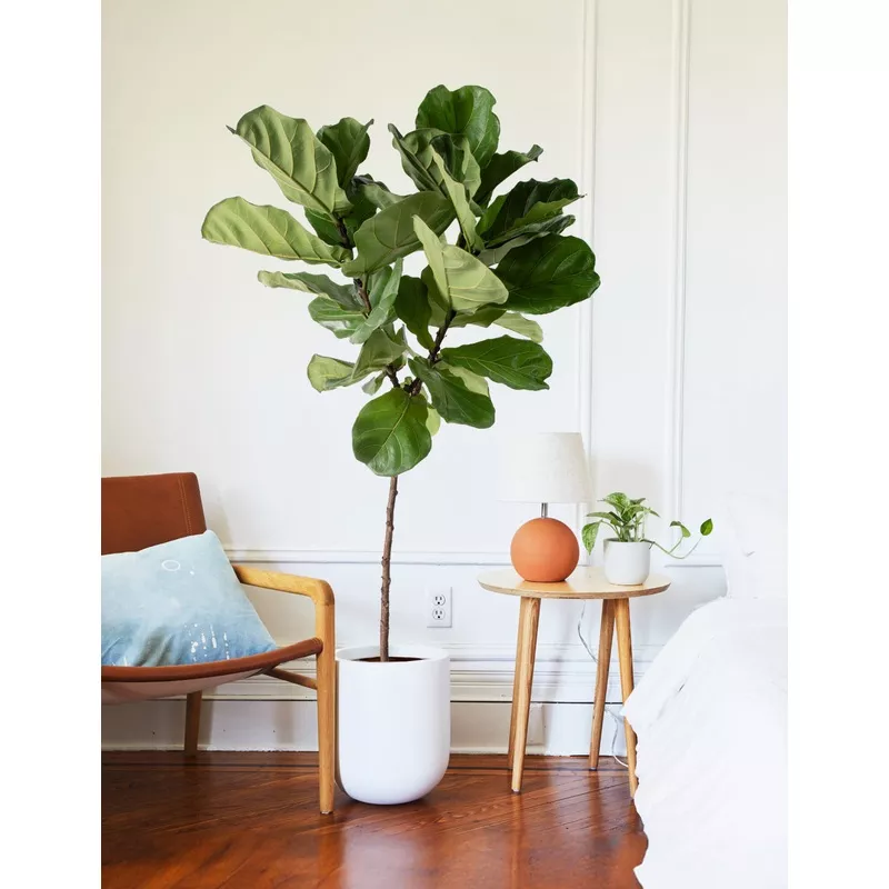 Fiddle Leaf Fig Sand