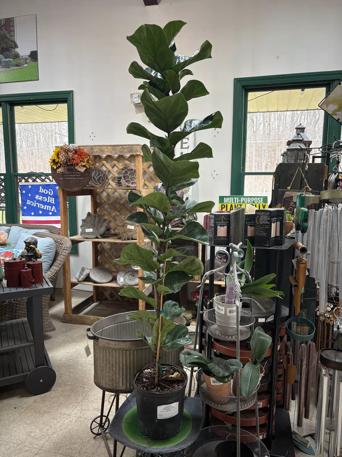 Fiddle Leaf Fig