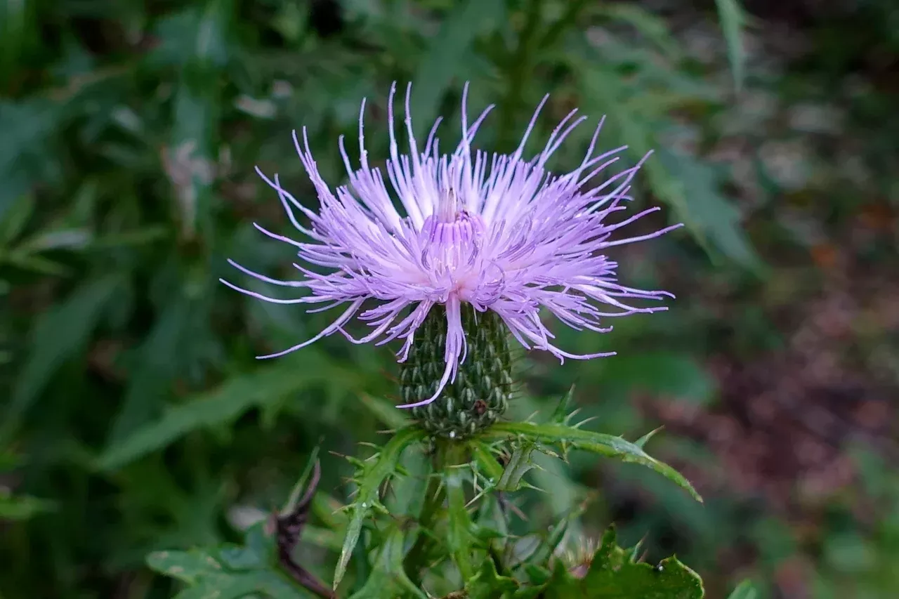 field-thistle Field Thistle