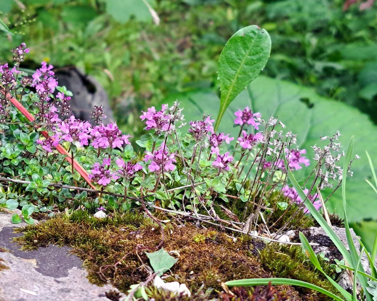 field-thyme-seeds-thymus-pulegioides Field Thyme Seeds (Thymus pulegioides)