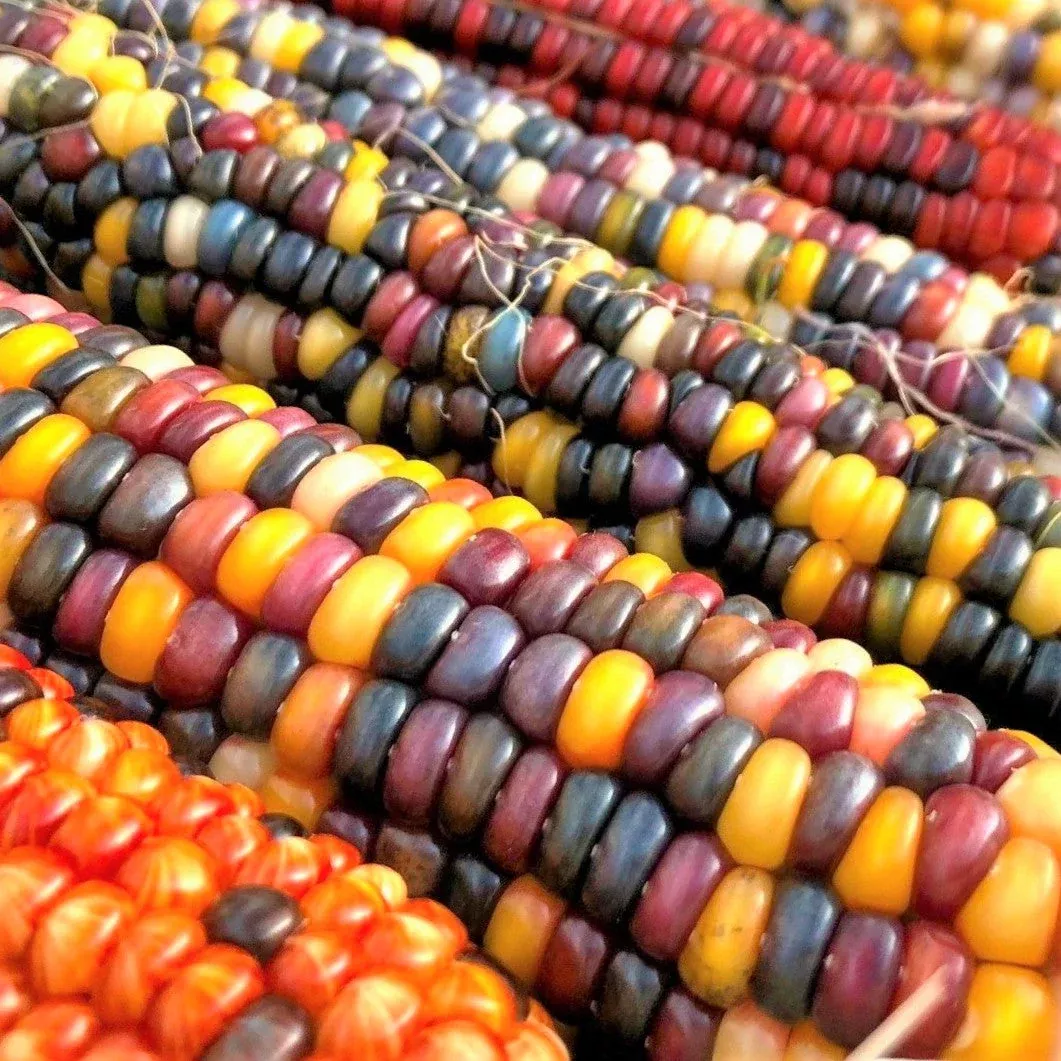 fiesta-ornamental-corn Fiesta Ornamental Corn