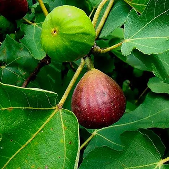 Fig Tree