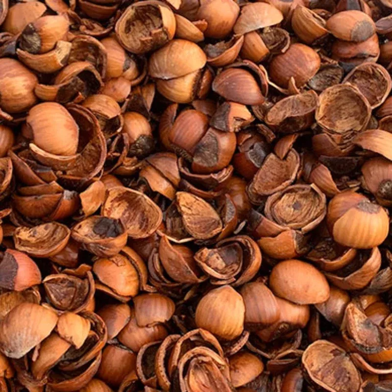 filbert-hazelnut-shells-bulk Filbert (Hazelnut) Shells (BULK)