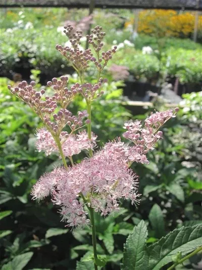 filipendula-purpurea-elegans-meadowsweet Filipendula purpurea Elegans Meadowsweet