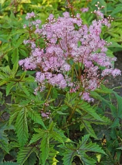 filipendula-x-red-umbrellas-meadowsweet Filipendula x Red Umbrellas Meadowsweet