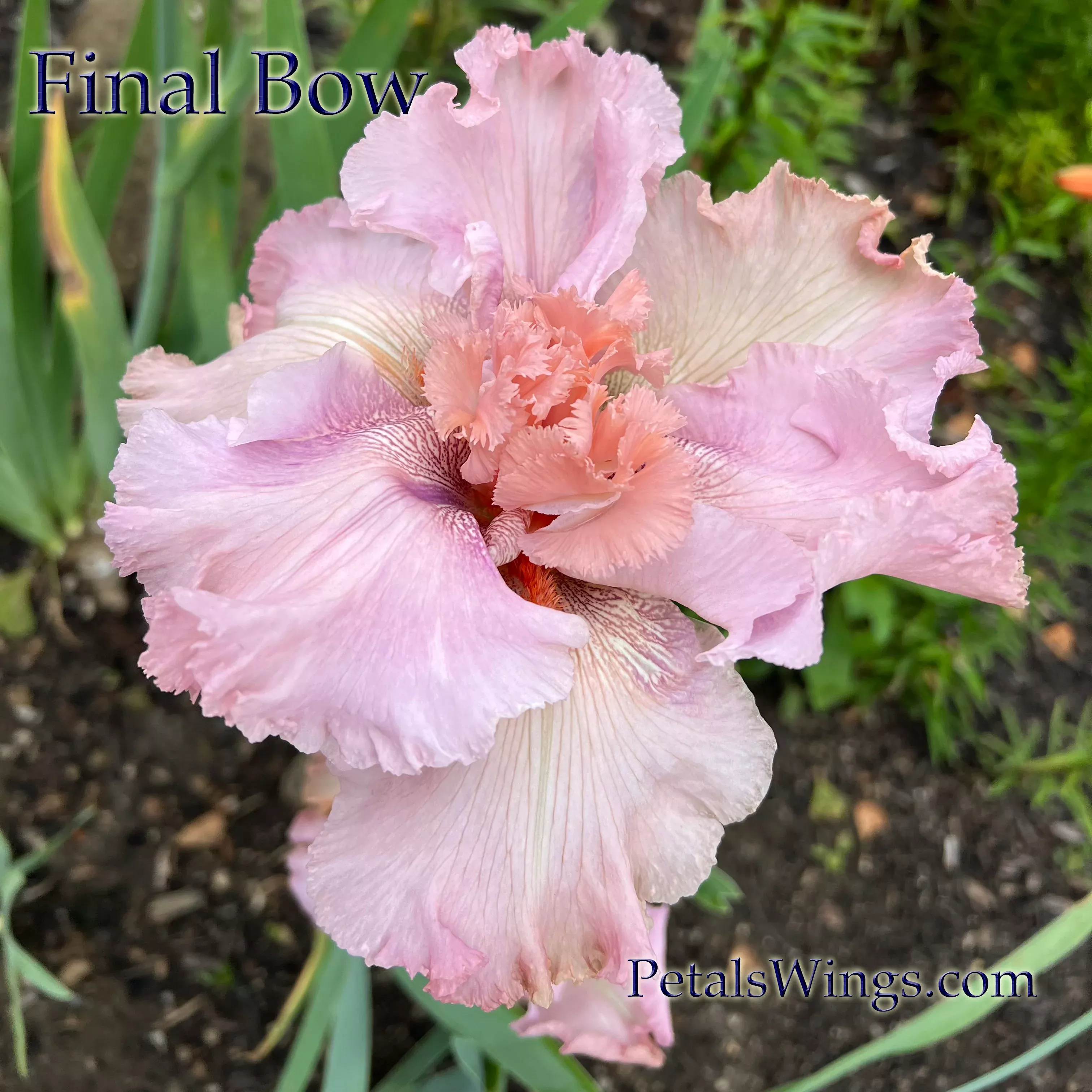 final-bow-2024-tb-fragrant FINAL BOW - 2024 - TB - Fragrant