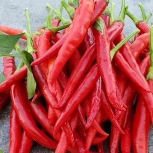 Finger Hot Pepper Seeds