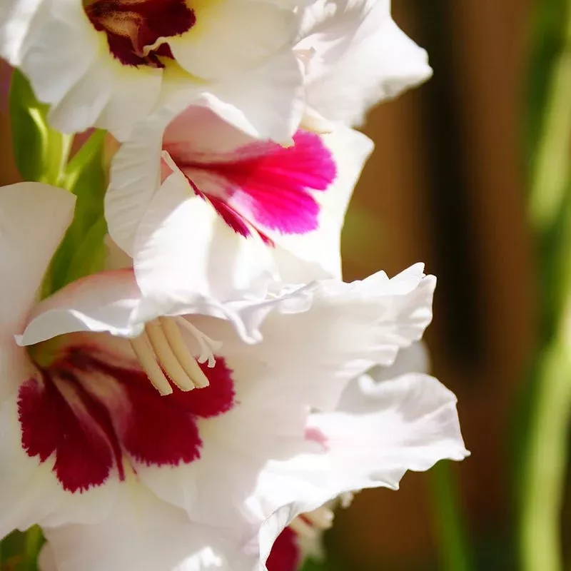 fiorentina-gladiolus Fiorentina Gladiolus