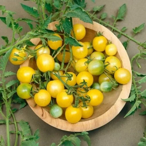 fire-fly-tomato-seeds Fire Fly Tomato Seeds
