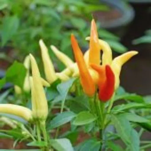 fire-n-ice-pepper-seeds Fire n Ice Pepper Seeds
