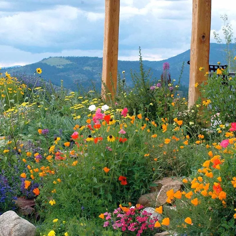fire-restoration-wildflower-seed-mix Fire Restoration Wildflower Seed Mix