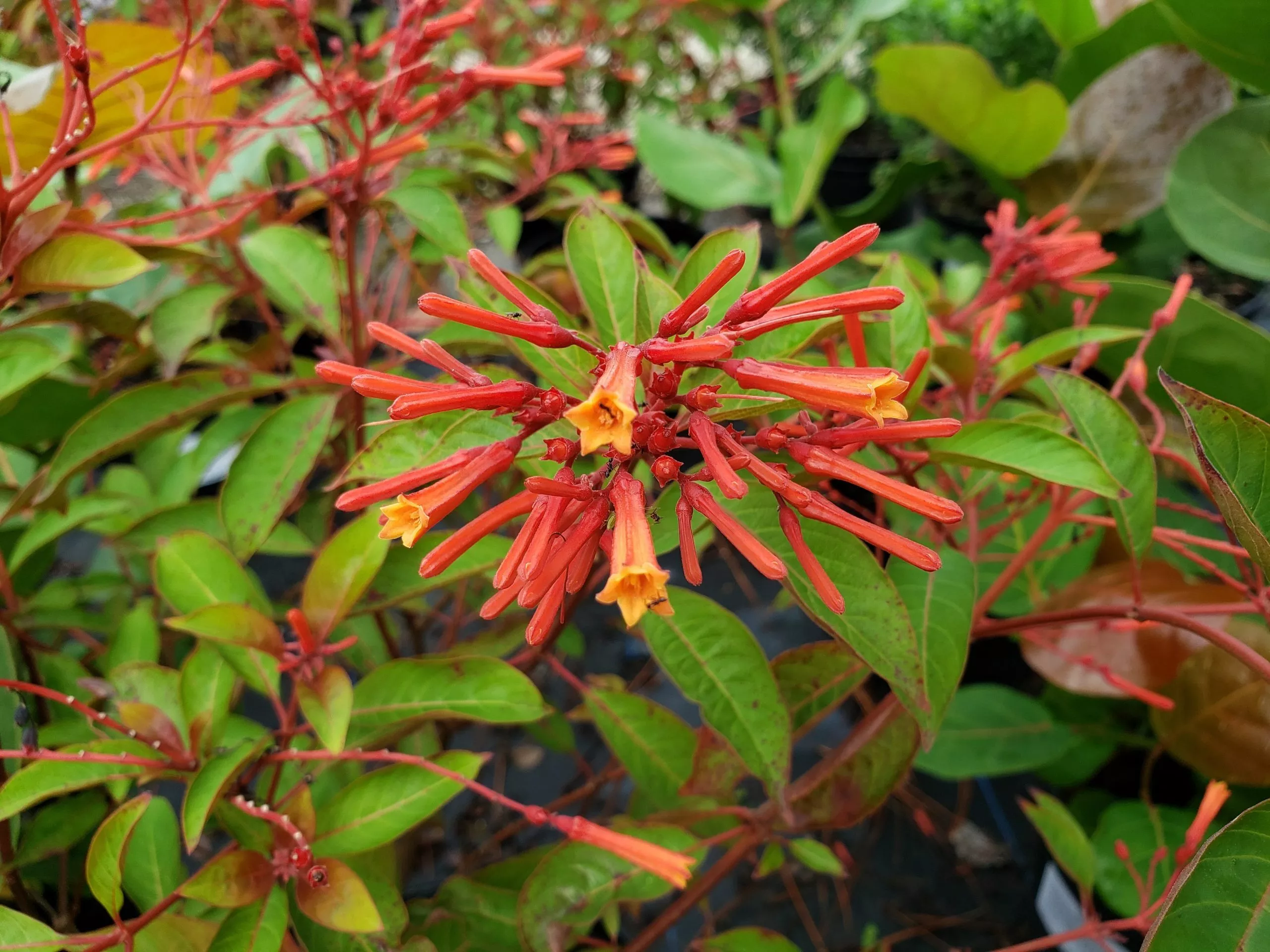 firebush Firebush