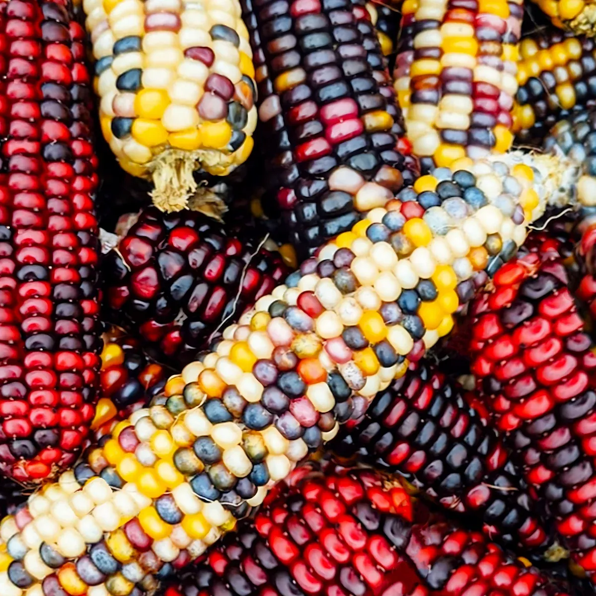 firecracker-popcorn-ornamental-corn Firecracker Popcorn (Ornamental Corn)